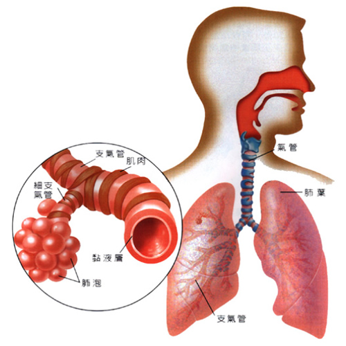 支气管哮喘典型的临床症状是,支气管哮喘典型的临床症状与现状分析说明——以安卓版健康应用为例,数据支持设计计划_S72.79.62