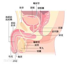 前列腺精囊炎怎么治疗,前列腺精囊炎的治疗方法及其现状分析说明,全面分析说明_Linux51.25.11