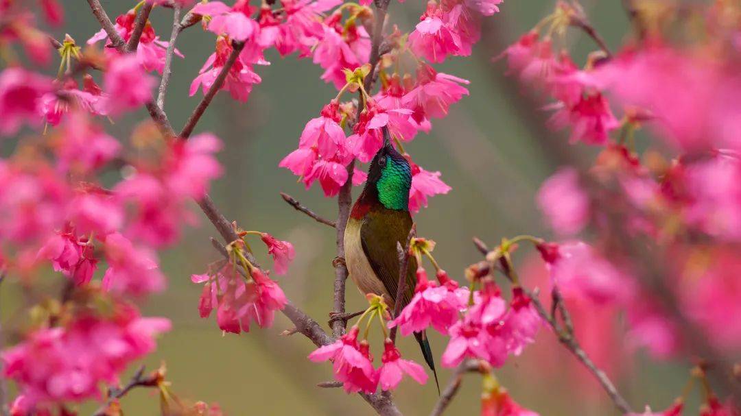 羽毛和花