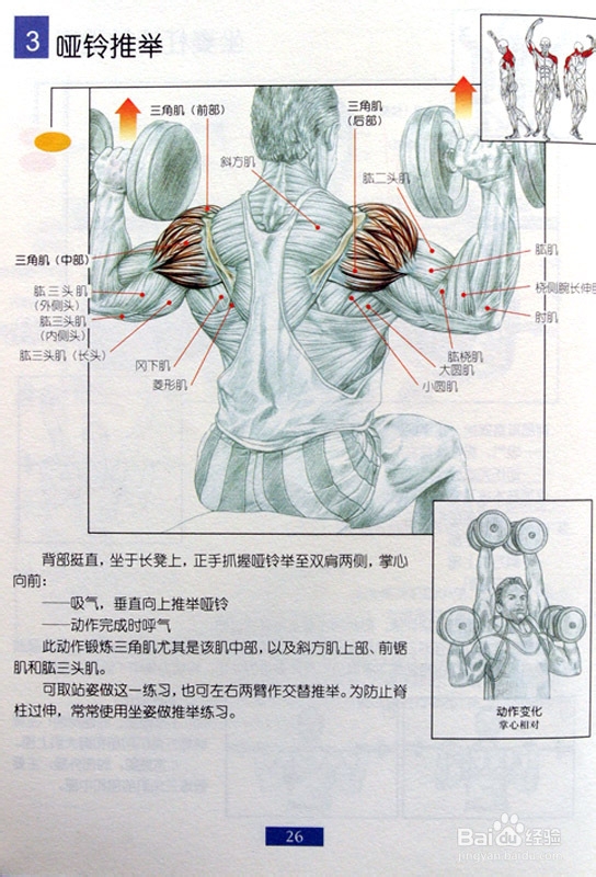 平举哑铃练哪里