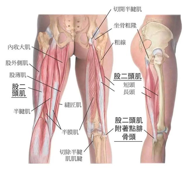 股二头肌疼怎么回事,股二头肌疼痛的原因及应对方案，数据支持下的设计计划,最新解答方案_UHD33.45.26