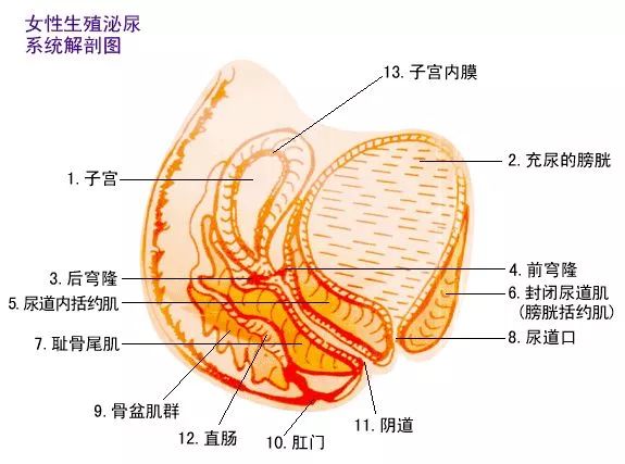 女性生理结构图片手绘,女性生理结构手绘图片与专业解析评估——精英版探讨（第39、42、55期）,时代资料解释落实_静态版6.21