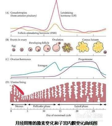 女性生理期的四个阶段