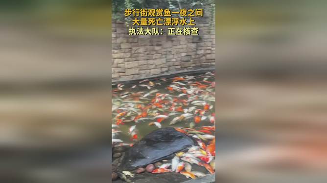 步行街观赏鱼一夜之间大量死亡