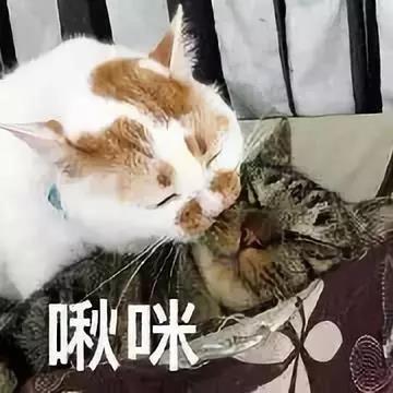 猫咪想吃饺子用爪子比划