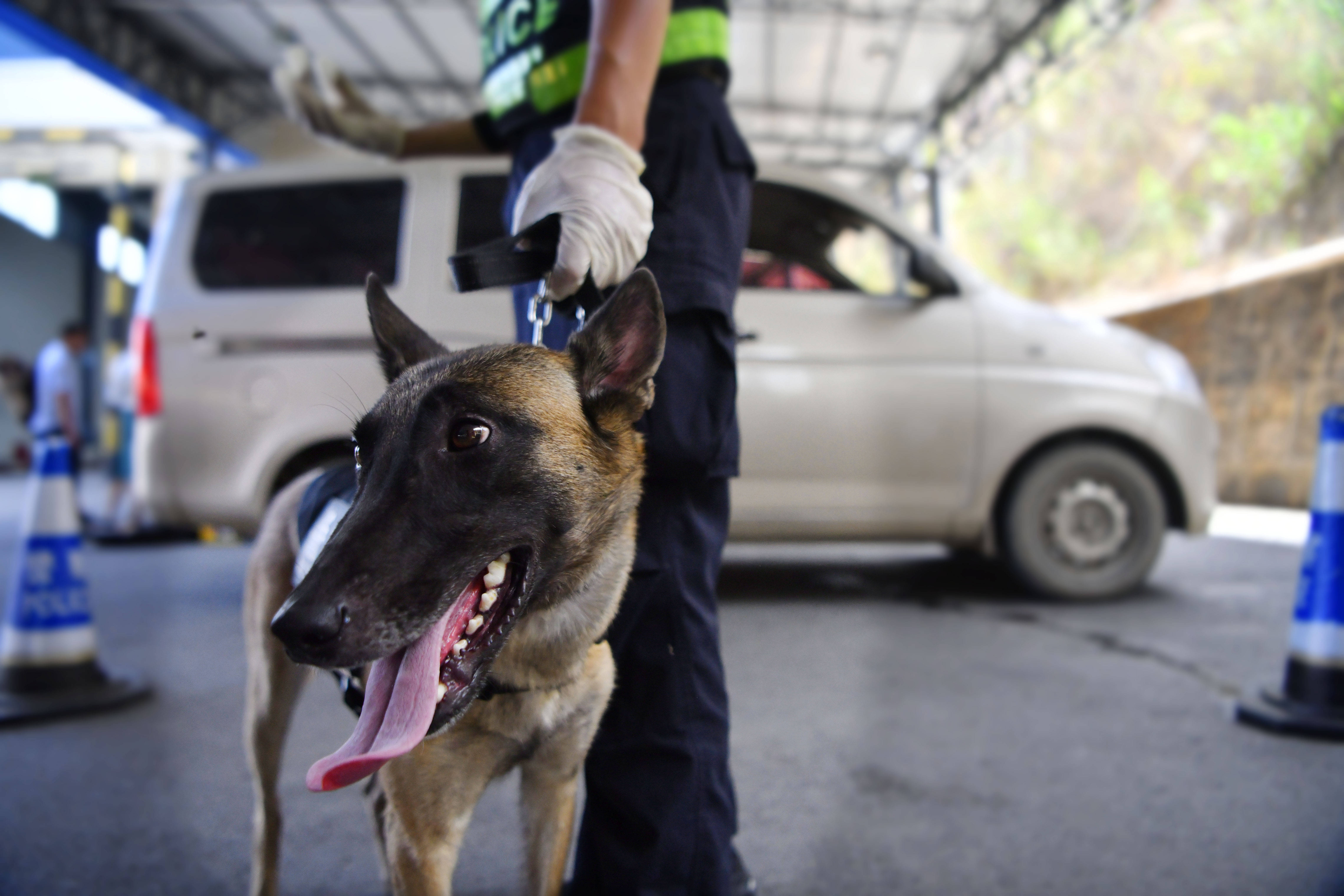 警犬从特警车伸出小脑瓜盯梢