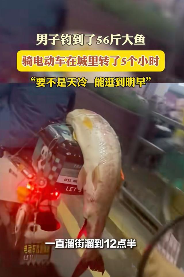 男子钓到56斤鳡鱼绕城5小时炫耀