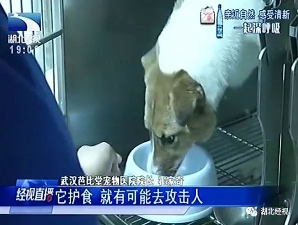 家长称遭恶犬咬伤孩子右眼仍无反应