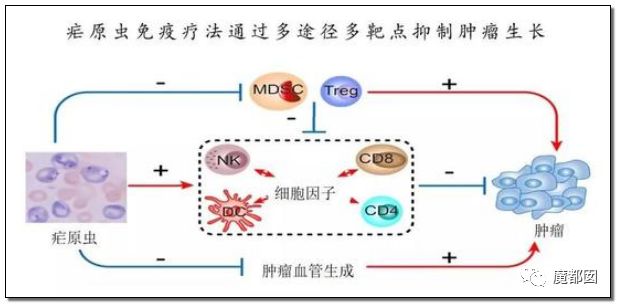 美国研究发现针对恶性疟原虫的新抗体