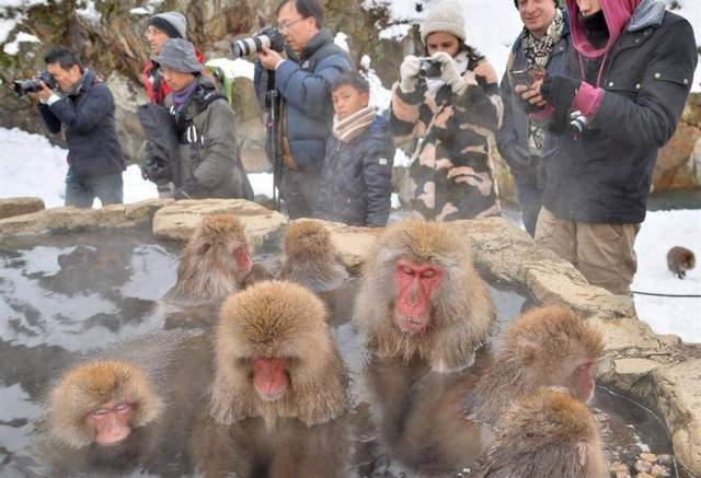 景区回应猴子泡温泉