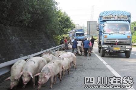 运猪车被撞侧翻 二师兄马路上撒欢