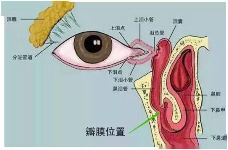 泪点低可能是大脑神经太发达