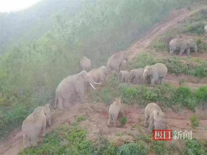 云南一果园遭象群破坏